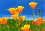 California Poppies